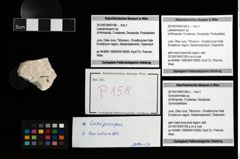 Foto (Objekt + Etikett) von Laeviprosopon sp.  (NHMW-GEO-2014-0194-0158a)